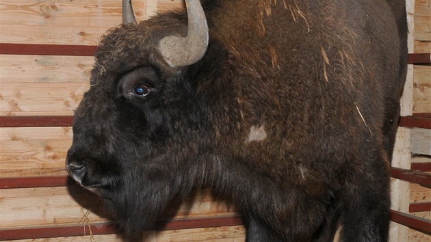 Zubr Bojen picestoval v ptek nad rnem do olomouck zoologick zahrady. Stal se tak prvnm zubrem po 27 letech, kter se po zoo bude prohnt.