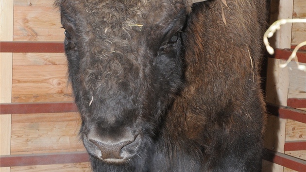 Zubr Bojen picestoval v ptek nad rnem do olomouck zoologick zahrady. Stal se tak prvnm zubrem po 27 letech, kter se po zoo bude prohnt.