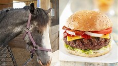 Testy hovězích hamburgerů v britském Tesku prokázaly 29% podíl koňského masa. Testy hovězích hamburgerů v britském Tesku prokázaly 29% podíl koňského masa.