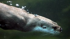 Vydry řádí ve vodě i ve sněhu. Jejich hrátky patří mezi zajímavé atrakce v Zoo Vydry řádí ve vodě i ve sněhu. Jejich hrátky patří mezi zajímavé atrakce v Zoo