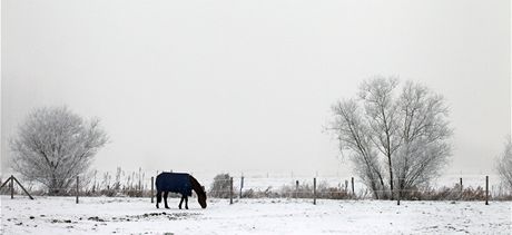 Je libo kousek koniny? Ilustraní foto