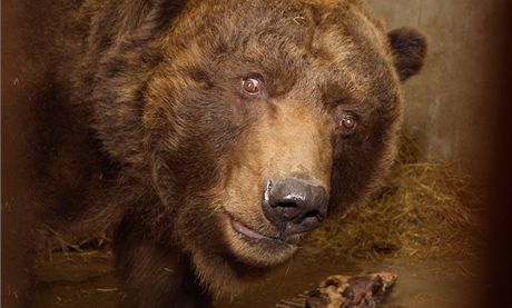 Hlavn, abych se neprobudil v Bulharsku... Medvd Sigfried z dínské ZOO se pipravuje k zimnímu spánku.