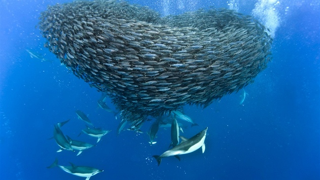 Hejno makrel u Azorskch ostrov se brn toku delfn.