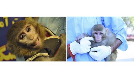 Podle íránských úad je na obou snímcích opice, kterou Teherán vyslal do