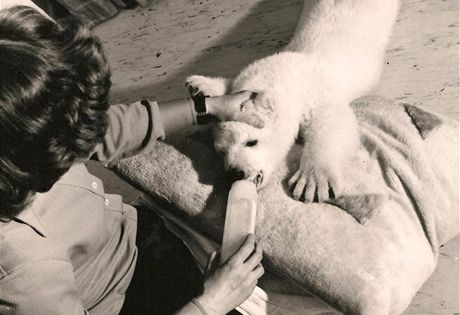 Manelm Tilovým se v roce 1976 podailo odchovat první mlád ledního medvda