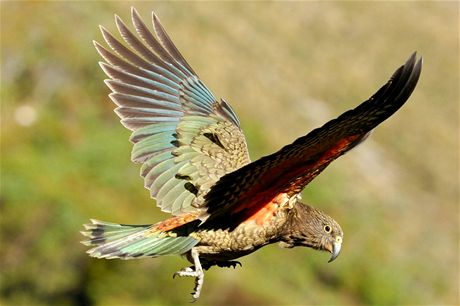 Papouek nestor kea ukradl turistovi na novozélandském Jiním ostrov 1 100 NZD...
