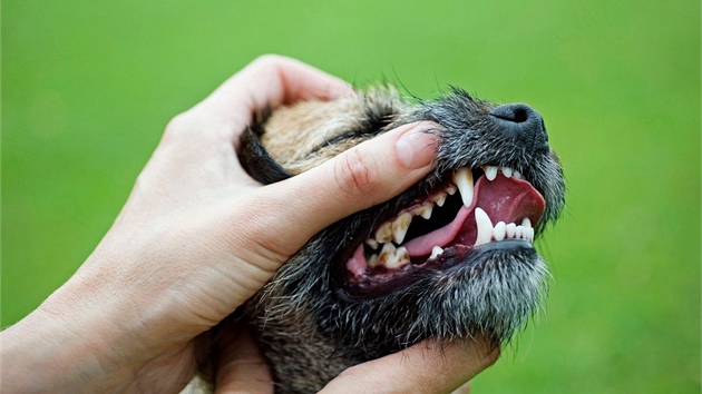 m men pes, tm vt starosti se zuby. Veterini doporuuj dv preventivn prohldky zub ron, aby se ppadn problmy daly eit vas.