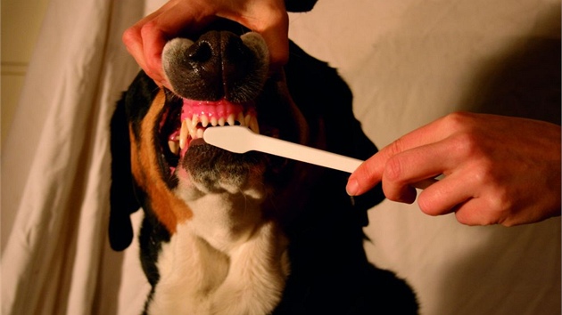 Psi si na itn zub pomrn snadno zvyknou. A asto i ochotn, dky masov pchuti zubn pasty.