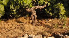 Na Samosu jsou podmínky pro pstování vína mizerné, pda je suchá, kamenitá.