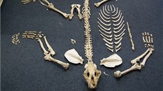 Nakonec se ukázalo, že zadržený řidič převážel téměř kompletní kostru tygra. Nakonec se ukázalo, že zadržený řidič převážel téměř kompletní kostru tygra.