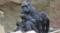Kijivu s oběma mláďaty: s téměř tříletým Kiburim a předvánočním přírůstkem,... Kijivu s oběma mláďaty: s téměř tříletým Kiburim a předvánočním přírůstkem,...
