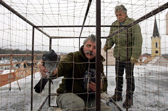 Frantiek Chrpa a Vladimír norbert odchytávají holuby na stee policejní