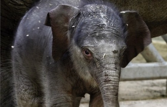 Sloní slena z praské zoo se má hned po narození ile k svtu.