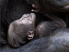 TÝDEN NA SVT. Gorilí samice Bagira ze zoo Hellabrunn v nmeckém Mnichov drí...