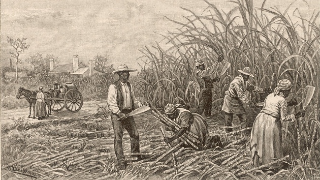 Dobov obrzek znzoruje otroky pi sklizni cukrov ttiny na americkm jihu 