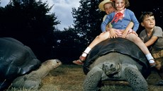 Děti a želvy galapážské v londýnské zoo Děti a želvy galapážské v londýnské zoo