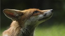Liška překvapila rodinu z Londýna. Vplížila se do jejich domu a ošklivě Liška překvapila rodinu z Londýna. Vplížila se do jejich domu a ošklivě