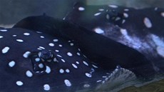 Nádhern zbarvené sladkovodní trnuchy