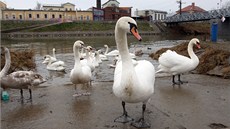 Velké množství labutí se v těchto dnech vyskytuje také na řece Moravě mezi Velké množství labutí se v těchto dnech vyskytuje také na řece Moravě mezi