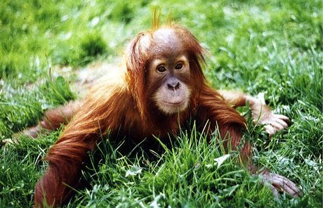 Pavilon Indonéská dungle, kde praská zoo chová orangutany od roku 2004. Ilustraní foto
