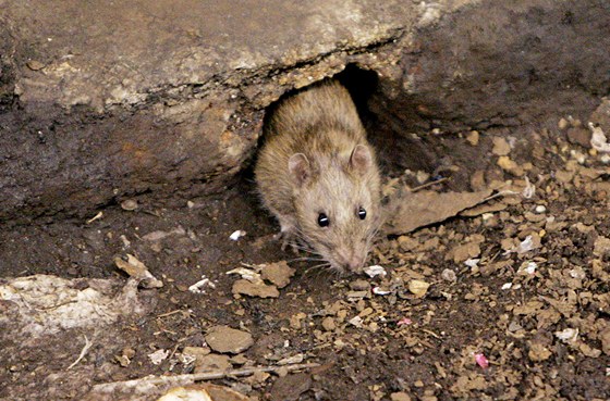 Potkani jsou doopravdy prohnaní a své dvounohé nepátele dávno prohlédli....