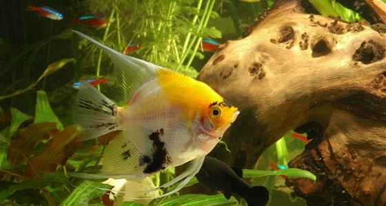 Akvarijní rybiky mohou chytit rybí tuberkulózu i z krmení.