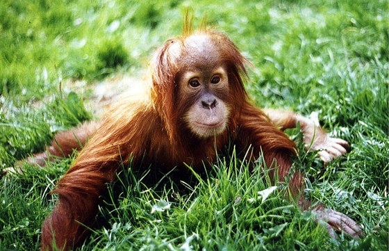 Pavilon Indonéská dungle, kde praská zoo chová orangutany od roku 2004. Ilustraní foto