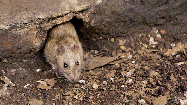 Potkani jsou doopravdy prohnan a sv dvounoh neptele dvno prohldli. Potaj i s tm, e mohou bt otrveni.