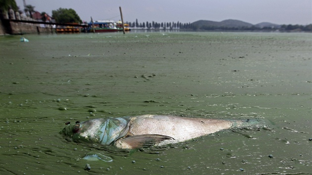 Mrtv ryba plave v jezee ve Wuhanu. 