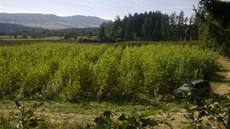 Plantáž po 19 měsících od výsadby Plantáž po 19 měsících od výsadby