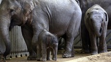 Slůně v pražské zoo se pomalu začleňuje do života zdejší skupiny. Na své matce... Slůně v pražské zoo se pomalu začleňuje do života zdejší skupiny. Na své matce...