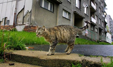 V obytné zástav se toulavým kokám daí. (Ilustraní foto)