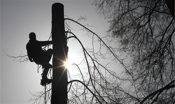 Za nelegální kácení hrozí vysoké pokuty (ilustraní foto).