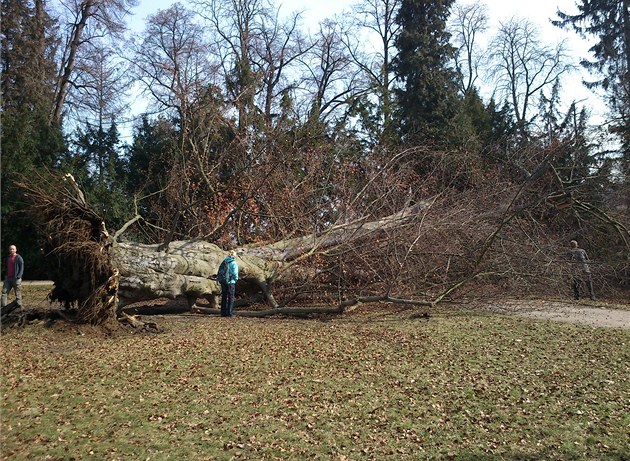 Vyvrácený strom v Parku Stromovka