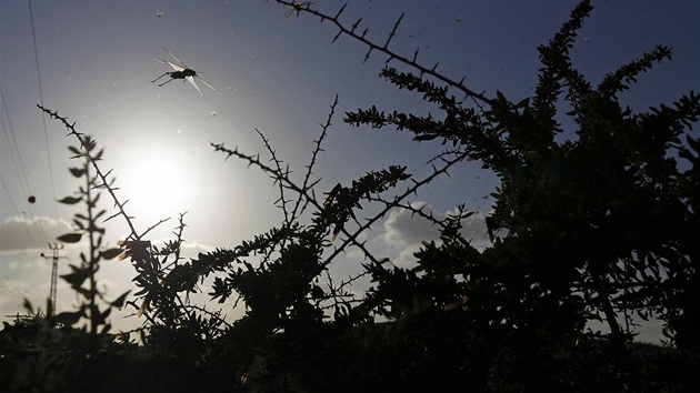 Jih Izraele zaplavila hejna ravch kobylek (6. bezna 2013)