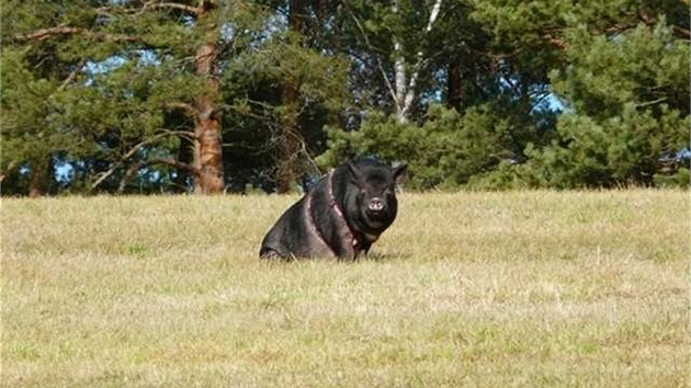 Karkulka už má 70 kilogramů.