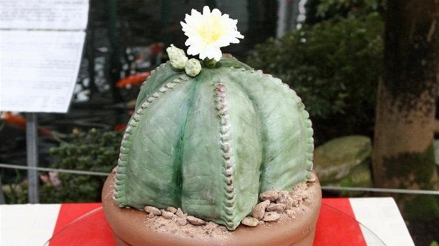Markétin dort v podob kaktusu byl uprosted liberecké botanické zahrady k...
