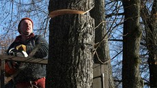 Kácení stromů na Masarykově třídě začalo v pondělí. Letos jich půjde k zemi Kácení stromů na Masarykově třídě začalo v pondělí. Letos jich půjde k zemi