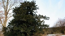 Rozložitá koruna nejlépe vynikne při pohledu od zámku. Rozložitá koruna nejlépe vynikne při pohledu od zámku.