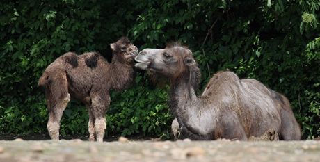 Mlád velblouda dvouhrbého z praské zoo