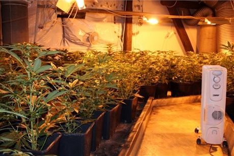 Policie odhalila pstírnu marihuany v Modicích u Brna.