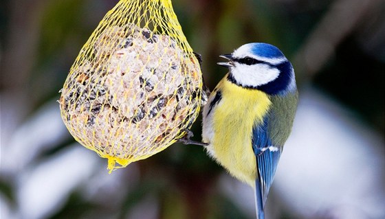 Hlavn malí ptáci mají pi silném jarním snení problémy s hledáním potravy.