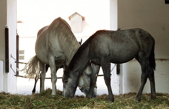 Starokladrubáci jsou k mání za ástky od 20 do 450 tisíc korun. Foto: Michal