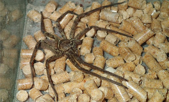 Jedovatý pavouk z rodu Heteropoda