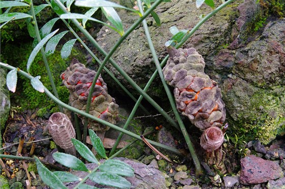 Unikátní rostlina v liberecké botanické zahrad