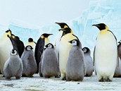 Samci antarktickch tuk csaskch se svmi mlaty 