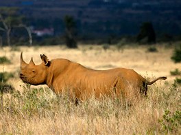 HRA BAREV. Nosoroec v savan národního parku v keském Nairobi kontrastuje s...
