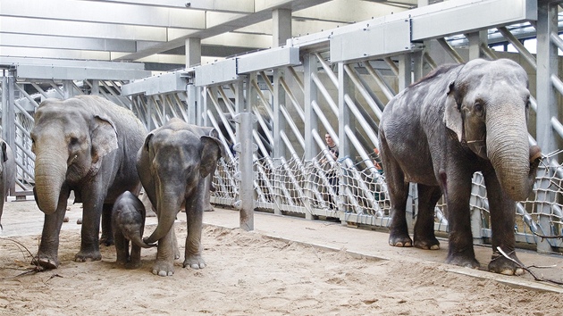 Nov sloninec v prask zoo