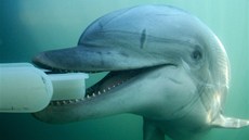 Delfíni mohou prozkoumávat moře kamerovým systémem nebo dopravovat potápěčům... Delfíni mohou prozkoumávat moře kamerovým systémem nebo dopravovat potápěčům...