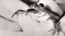 Vyhynulá žába tlamorodka zázračná (Rheobatrachus silus) možná není daleko od... Vyhynulá žába tlamorodka zázračná (Rheobatrachus silus) možná není daleko od...